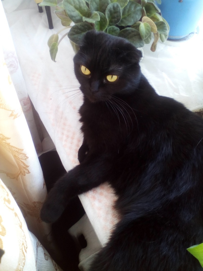 Денежные заговоры с кошкой