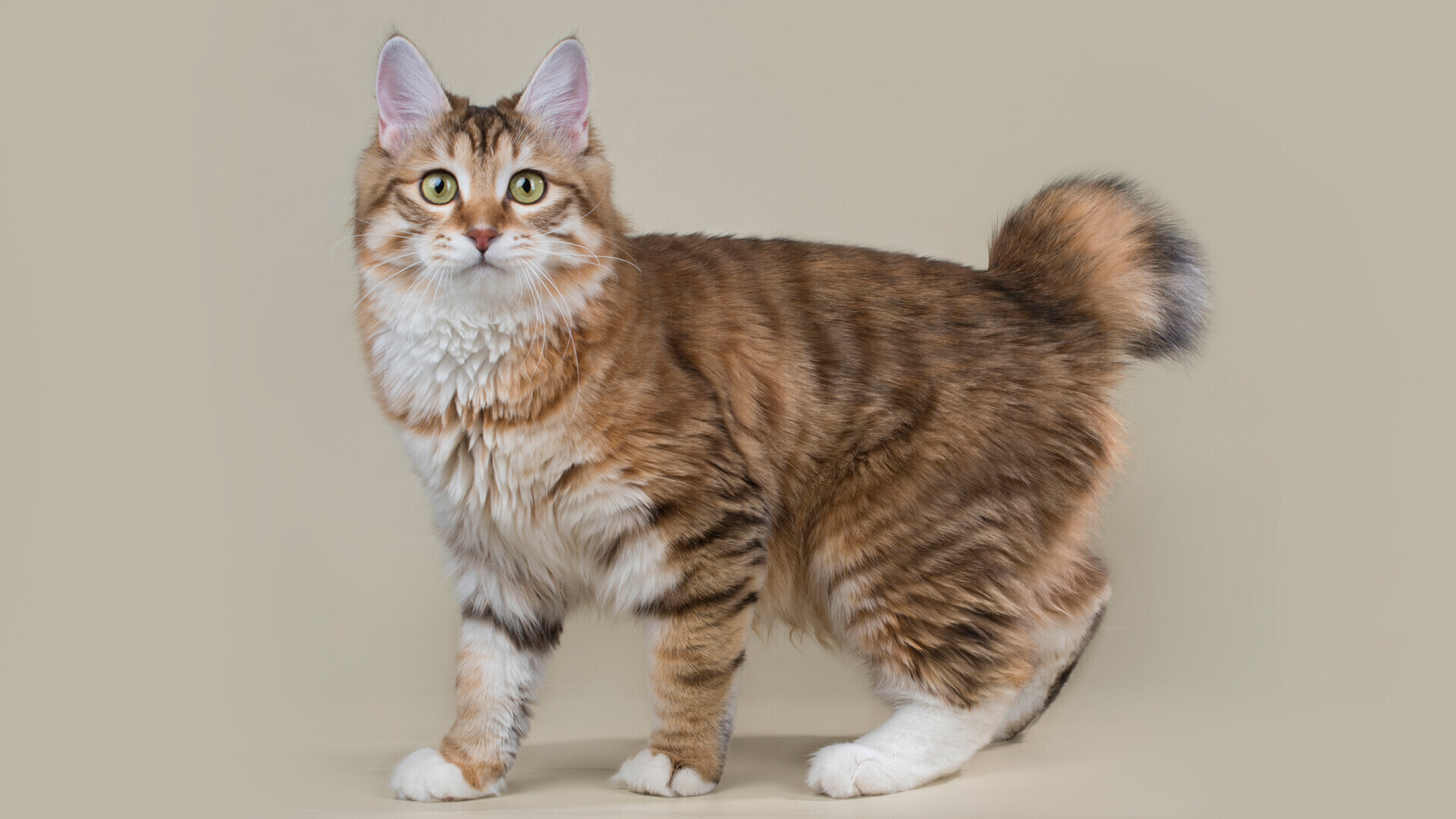 Порода кошек с коротким хвостом бобтейл