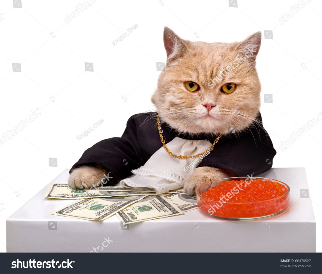 Пушистый вор: Как кот украл 1000 долларов из магазина и вышел сухим из воды