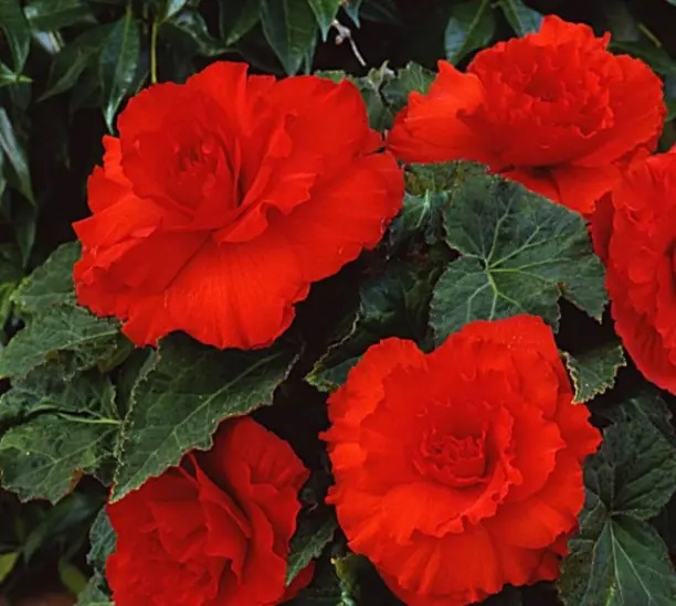 Что сеять в январе? 🌺