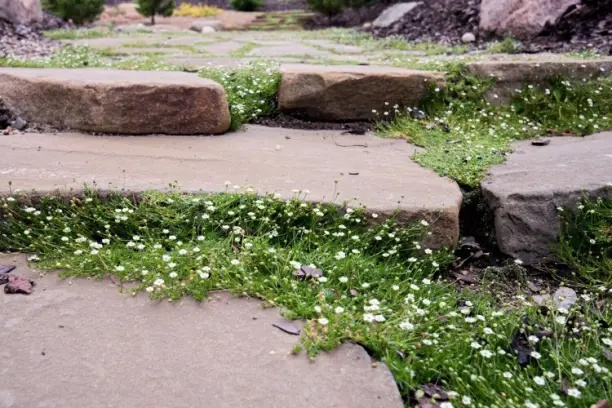 🌱Мшанка шиловидная.