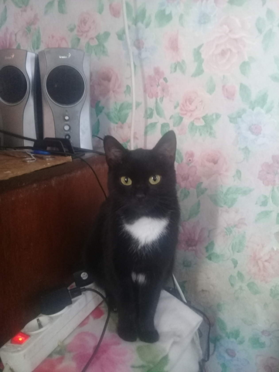 Кошка Клёпа