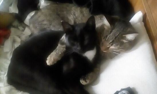 Кошка Клёпа