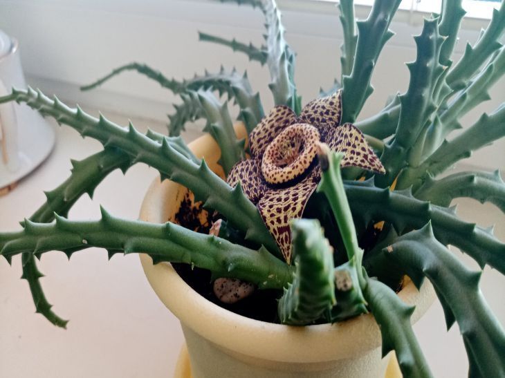 «Луковый коктейль» для комнатных растений: как ловкие флористы подкармливают цветы на ходу