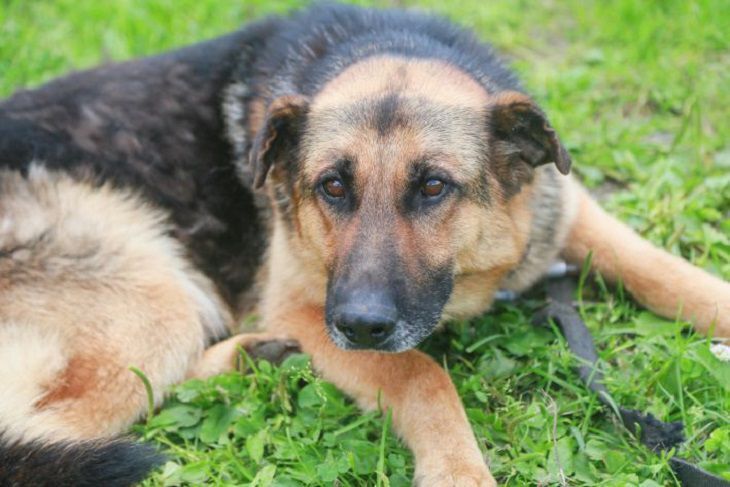 Собаки несут своим хозяевам кости: вот что это значит