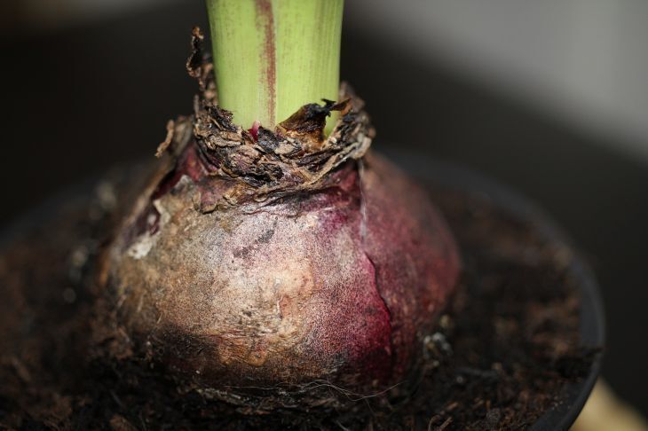 Как вырастить луковицы в горшках, чтобы сэкономить место: советы по созданию движущейся красоты