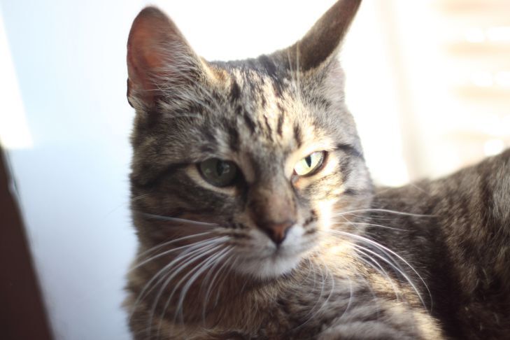 Почему вы тянете кошку к стене и что проверяет этот тест?