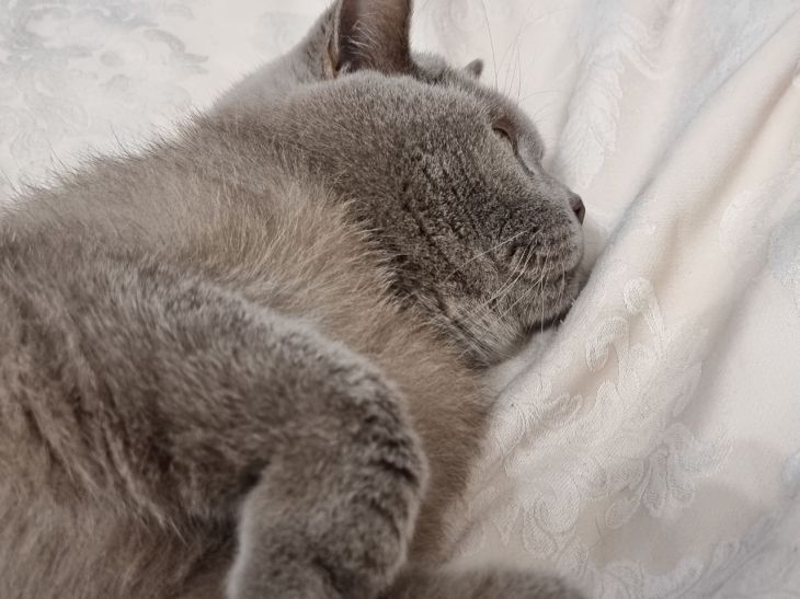 Почему кошки так любят чесать за ушами?