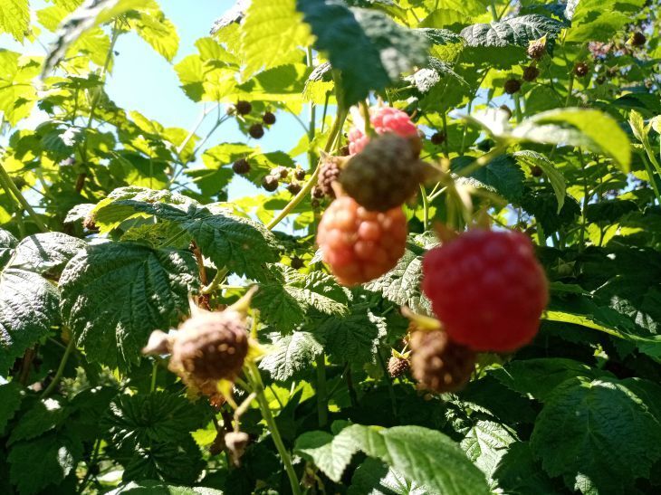 Что такое ягодная щитовка и как защитить от нее малину: только безопасные методы борьбы