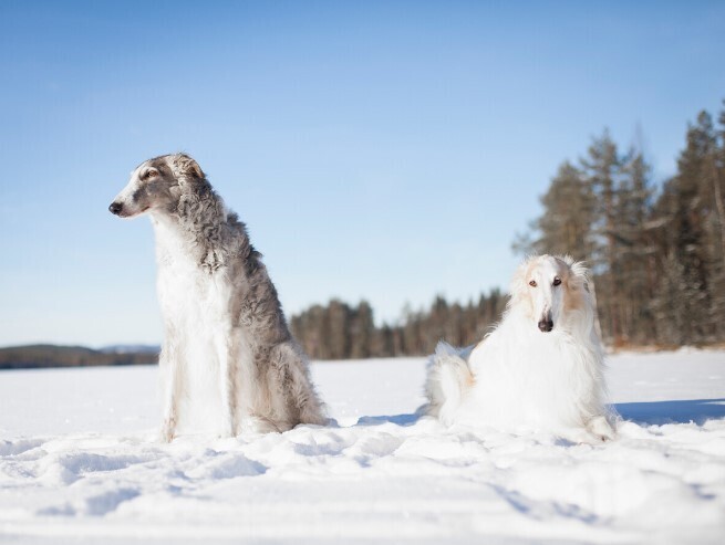 "Русские" животные