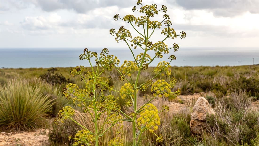Дьявольский навоз или обеденное наслаждение? История возникновения хинга, одного из самых противоречивых ингредиентов Индии.