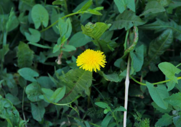 Что за сорняк дачник выкорчевывает напрасно: сорняка нет совсем