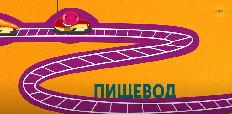 Путешествие по вашему телу.