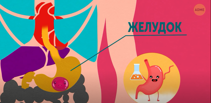 Путешествие по вашему телу.