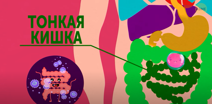 Путешествие по вашему телу.