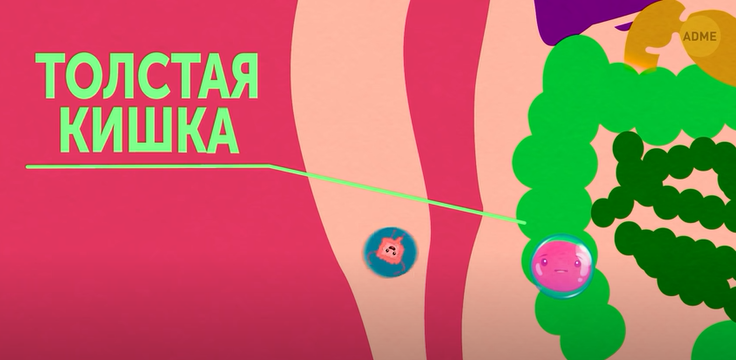 Путешествие по вашему телу.