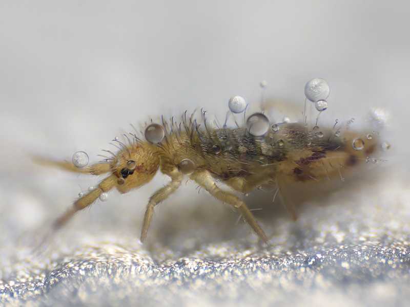 Маленькое насекомое прячется в снегу. Что такое «снежная блоха»?