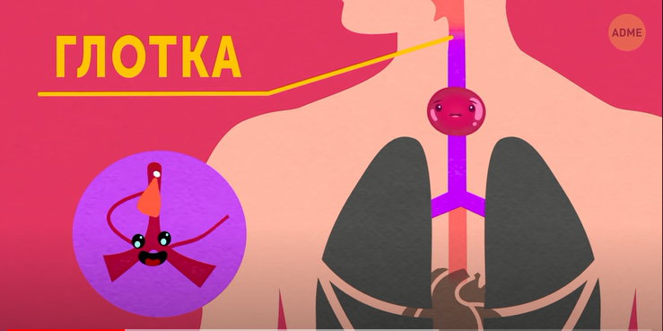 Путешествие по вашему телу.