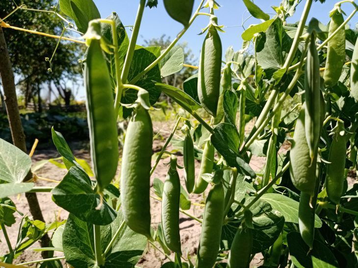 Какой горох выбрать для своего участка: краткое руководство