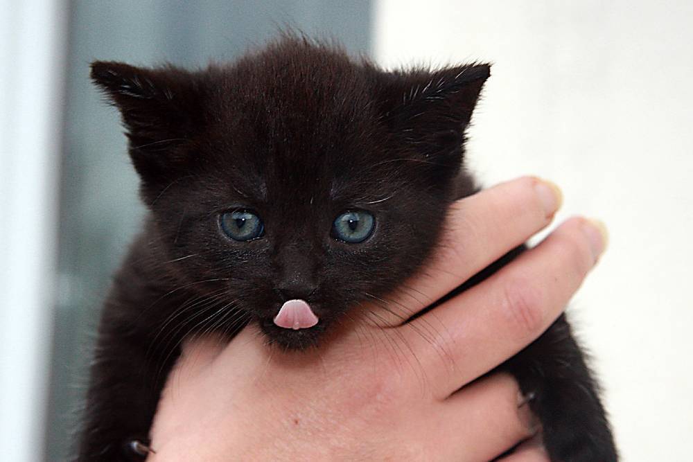 Котенок, спасенный посреди дороги, доставлен к ветеринару с травмами головы