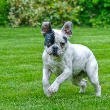 Французский бульдог