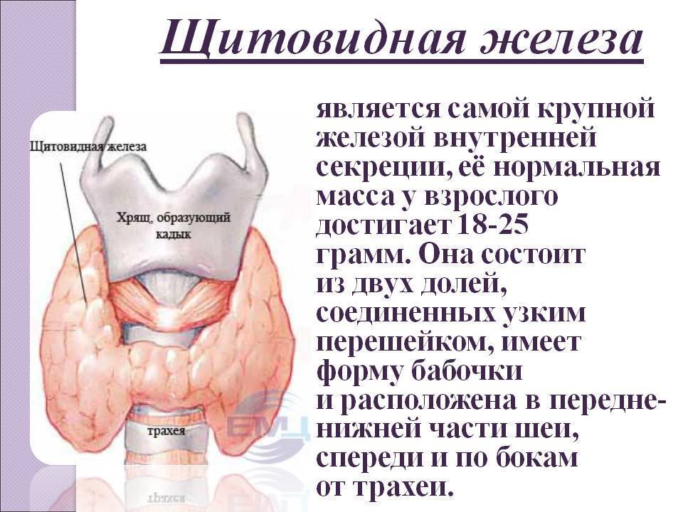 Щитовидная железа лечение у мужчин и профилактика. Щитовидная железа человека. Железы щитовидной железы. Щитовидная железа располагается.