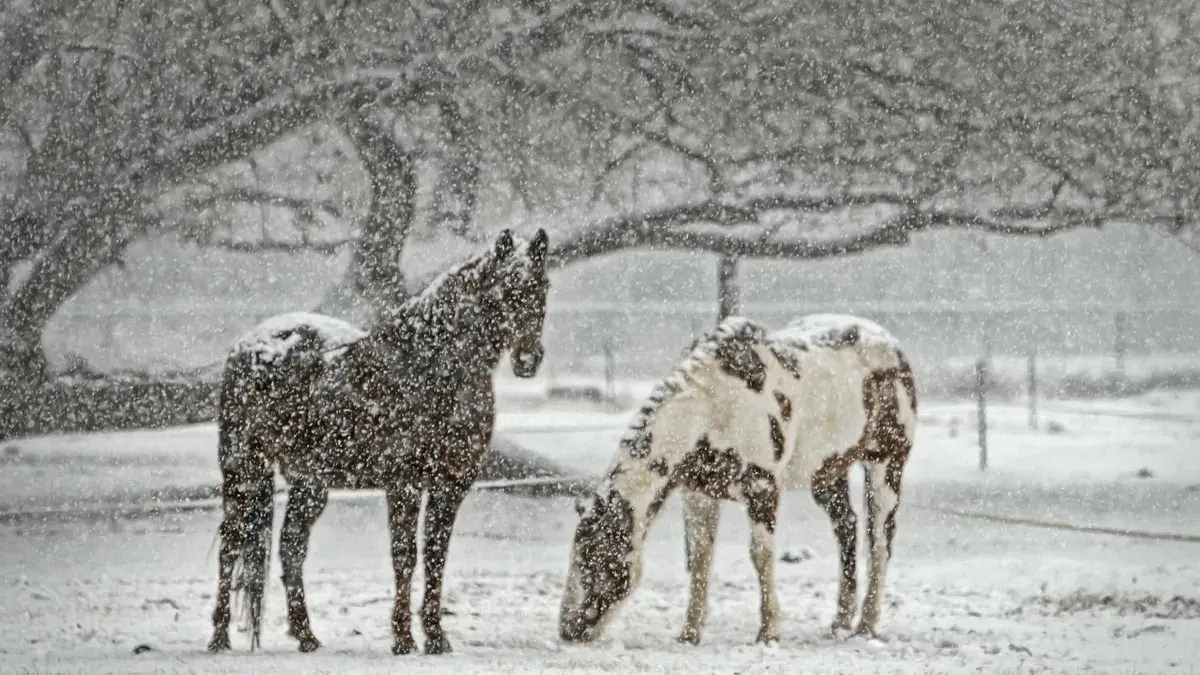 Какая погода ожидается до конца зимы 2023 - в Санкт-Петербурге, Сибири, на Дальнем Востоке и сколько еще выпадет снега и будет ли оттепель
