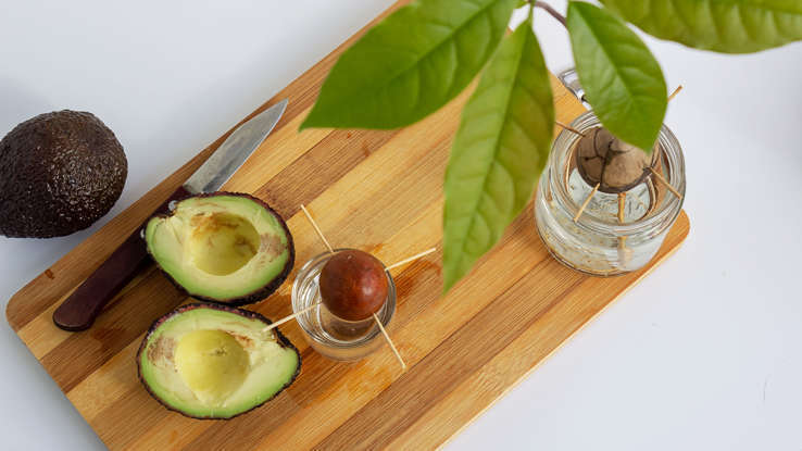 Как вырастить авокадо из семени? Шесть простых шагов: