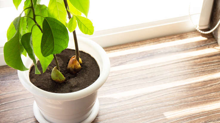 Как вырастить авокадо из семени? Шесть простых шагов: