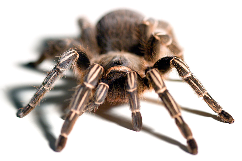 10 интересных фактов о тарантуле.