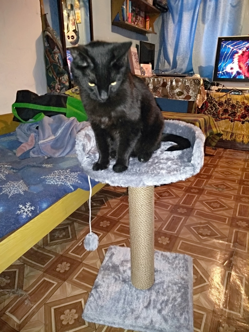 Когтеточка за 1000 рублей на Озон. Отзыв от котиков