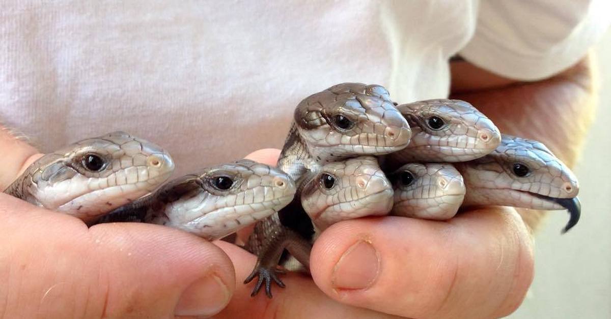 У синеязычного сцинка золотое сердце