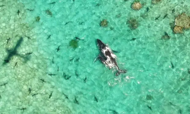 Тонущая нефтяная башня вызывает опасения за морскую жизнь рифа