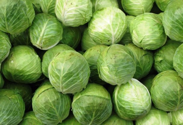 Поздний сорт капусты