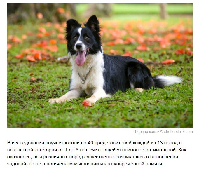 Ученые провели исследование, какие породы собак наиболее умные.