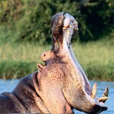 ЗЕВОТА: причины, нарушения и курьезы