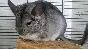 О чем стоит помнить прежде чем купить декоративного грызуна: хомяка, морскую свинку, декоративную крысу или шиншиллу?»