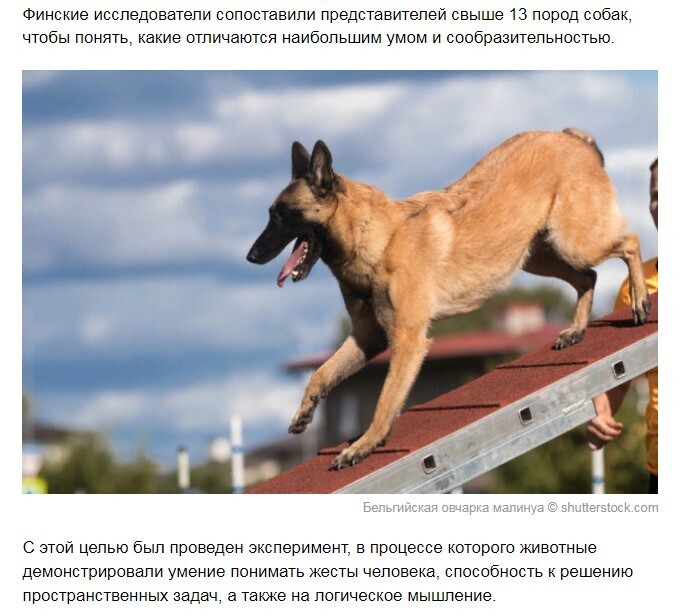 Ученые провели исследование, какие породы собак наиболее умные.