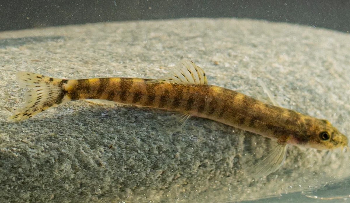 Сенсация! В Турции нашли рыбу, которую потеряли много десятилетий назад