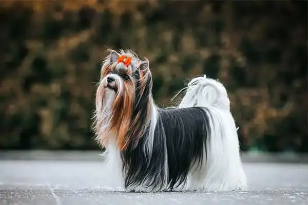 Породы собак. Бивер терьер