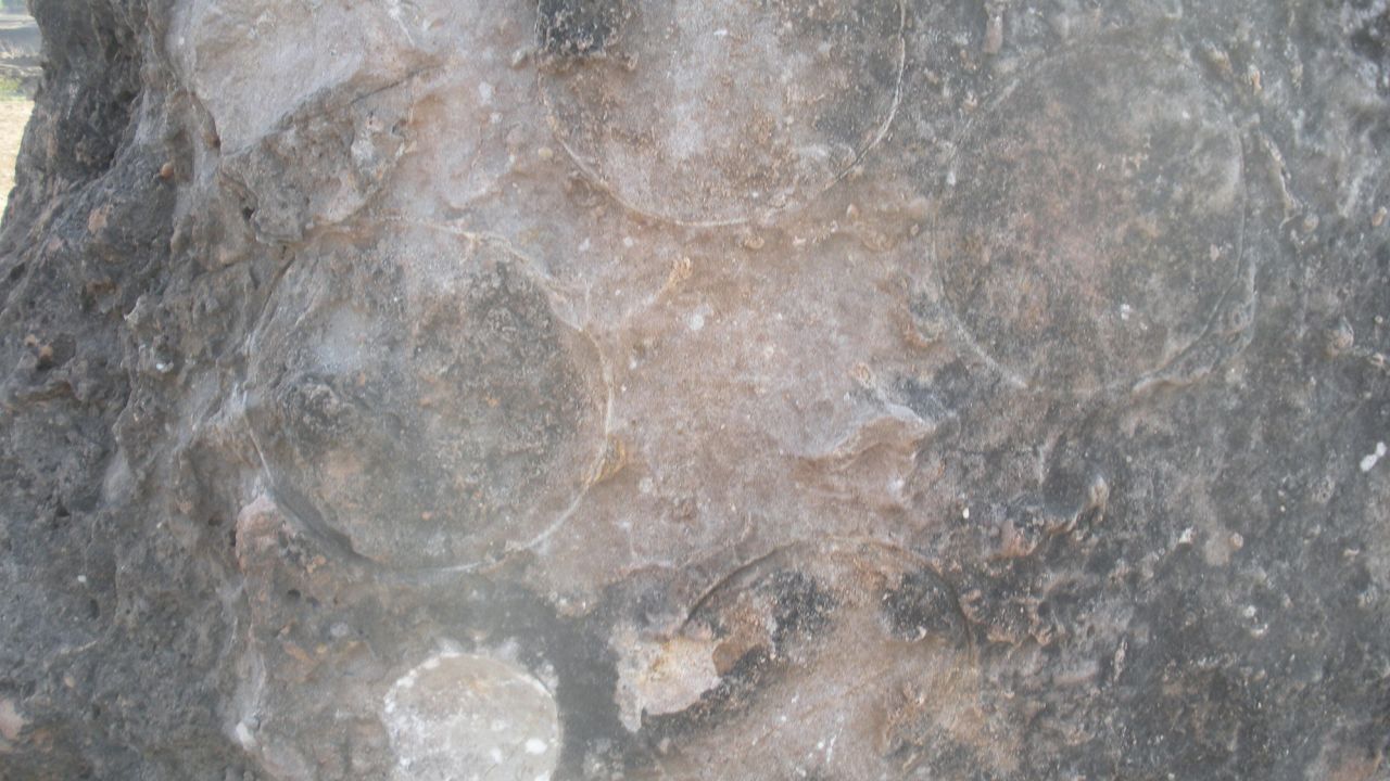 Необычная находка окаменелости динозавра сделана в Индии