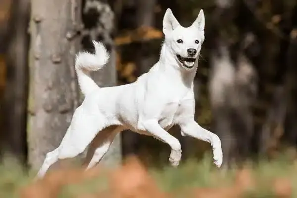 10 фантастических пород собак, о которых вы никогда не слышали!