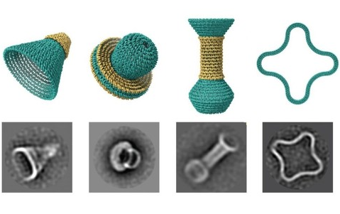 Американская команда анонсирует инструмент для создания 3D-объектов на основе ДНК