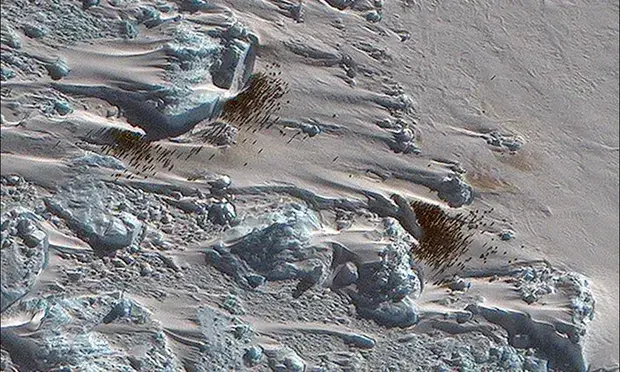 Колония императорских пингвинов в Антарктиде