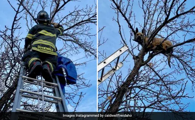 Собака застряла на вершине дерева после погони за белкой, спасенной пожарными.