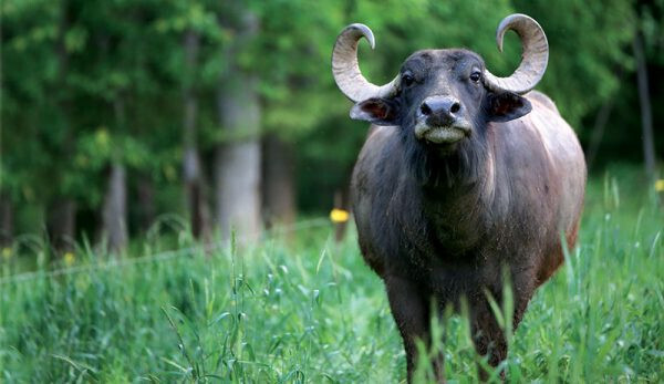 5 Необычных пород домашнего скота, о разведении которых стоит задуматься