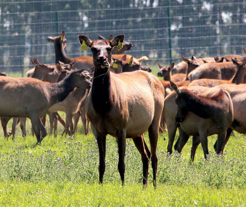 5 Необычных пород домашнего скота, о разведении которых стоит задуматься