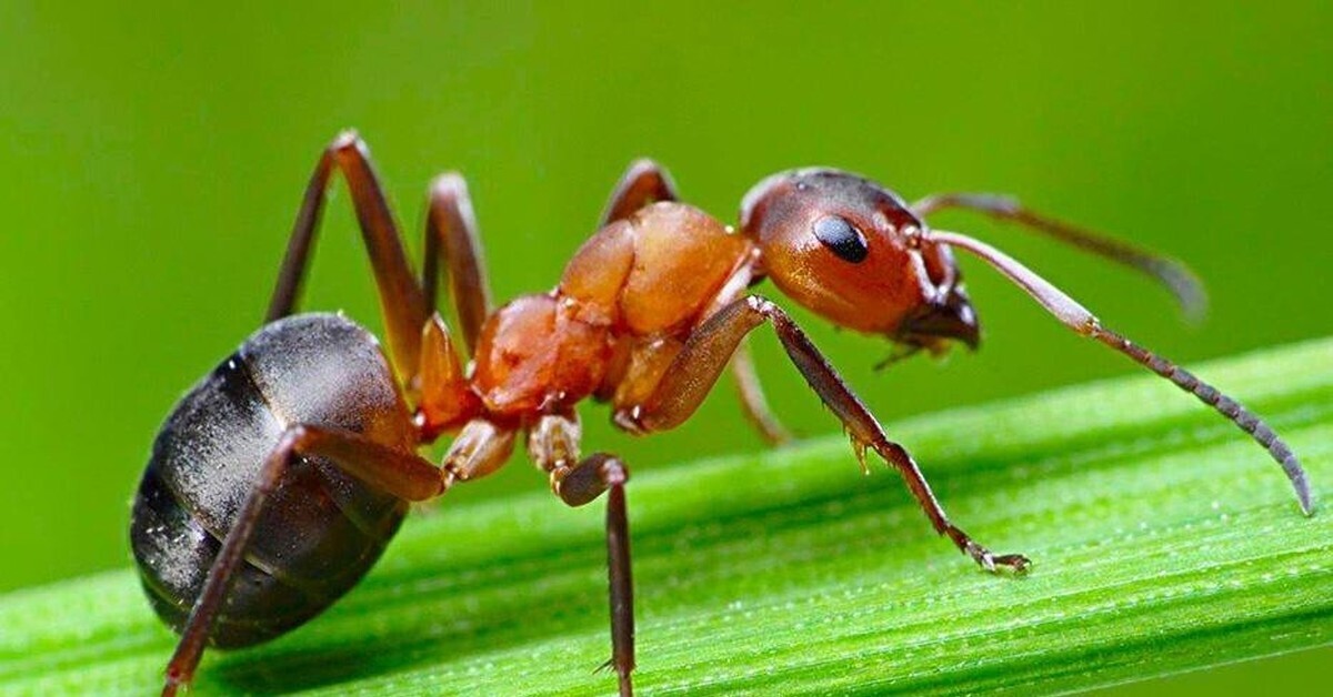 Лунный свет имеет большое влияние на половую жизнь муравья