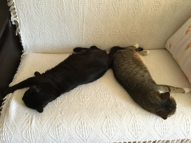 Как в нашей семье появились кот Тиша и кошка Муся