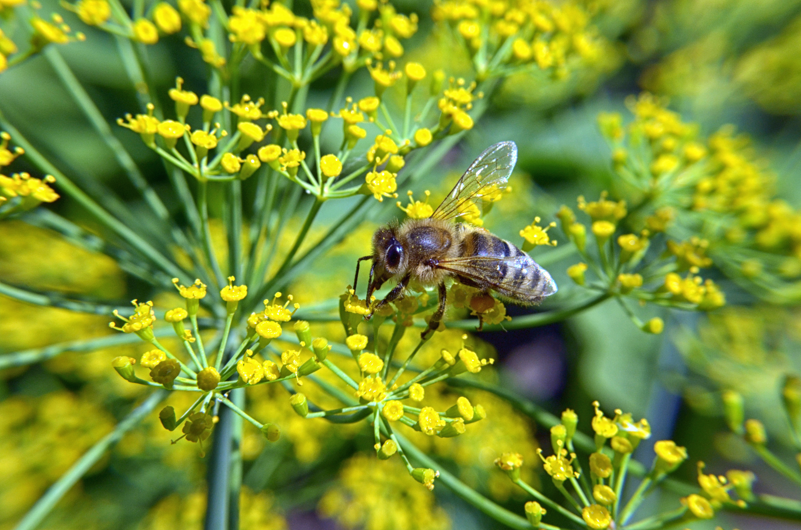 Одобрена первая вакцина для пчел